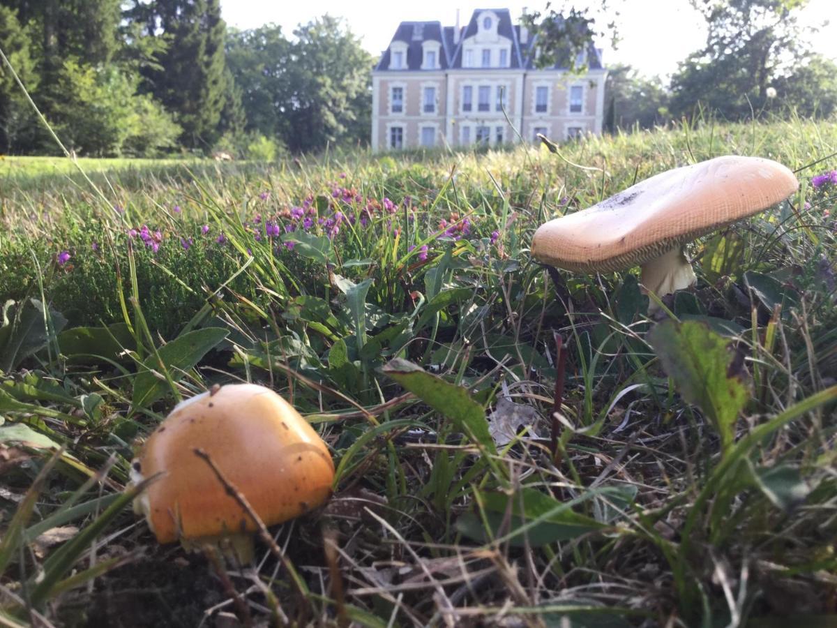 Chateau Des Essards Avec Piscine Et Jacuzzi Langeais Esterno foto